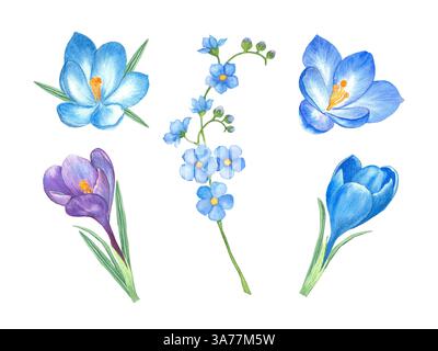 Un ensemble de fleurs aquarelles printanières représentant des crocus bleus et violets ainsi que de délicats oubliés. Parfait pour créer des cartes de voeux, mariage Banque D'Images