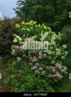 De beaux buissons d'hortensia et des hortensias Quick Fire en pleine floraison à la fin de l'été dans un quartier résidentiel. Banque D'Images