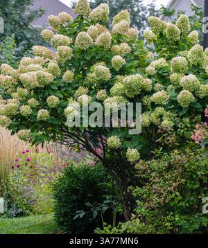 Beau et frappant phare hortensia Bush ancrant le coin de cette maison de banlieue en pleine floraison à la fin de l'été. Banque D'Images