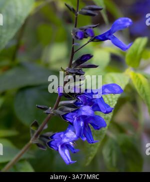 Macro de Salvia Guaritica aromatique et Showy, Noir et Bloom, Noir et Bleu, fleurs violettes bleutées éclatantes émergeant de calices noirs Banque D'Images