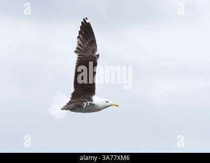 Goéland à dos noir moindre (Larus fuscus) volant dans le ciel en été. Banque D'Images