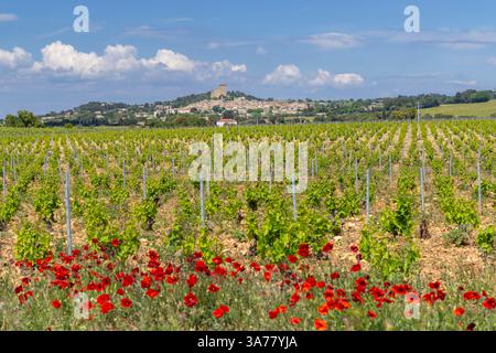 Vignoble typique avec des pierres près de Châteauneuf-du-Pape, Côtes du Rhône, France Banque D'Images