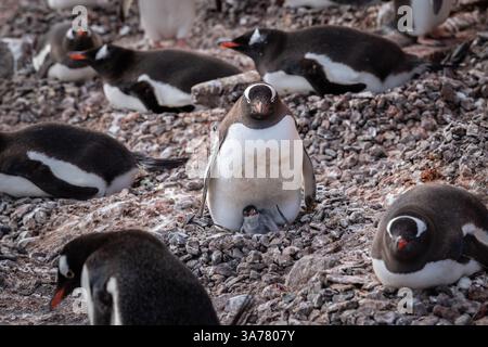 Pingouins Gentoo se reproduisant sur Nest of Rocks, Brown Bluff, Antarctique. Banque D'Images