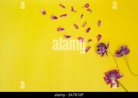 fond de fleurs fanées. tulipes fanées sur fond jaune. Photo de haute qualité Banque D'Images