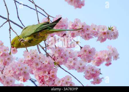 Londres, Royaume-Uni. 26 mars 2025. Une perruche à anneaux de rose ou à col rond (Psittacula krameri) se nourrit de la floraison abondante mais fugace des cerisiers. Les températures douces et le temps sec amènent les visiteurs à St James's Park car la faune est active pendant les conditions chaudes du printemps. Crédit : onzième heure photographie/Alamy Live News Banque D'Images