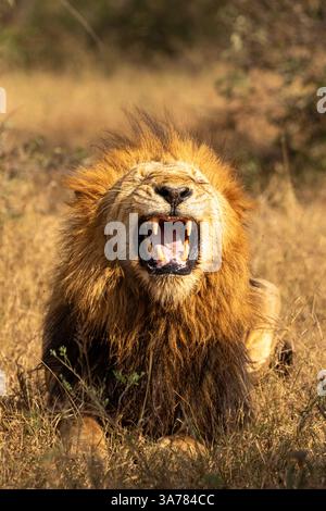 Un lion mâle, Panthera leo, la bouche ouverte. Banque D'Images