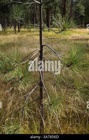 Bois de pin Ponderosa, forêt et prairie à distance, High Sierra, Lake Tahoe, CA, États-Unis Banque D'Images