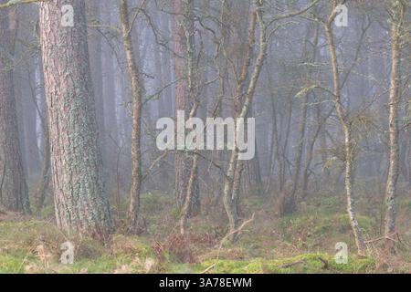 Le pin sylvestre (Pinus sylvestris) et le bouleau argenté (Betula pendula) poussent ensemble dans une forêt entourée de brouillard à la fin de l'hiver Banque D'Images
