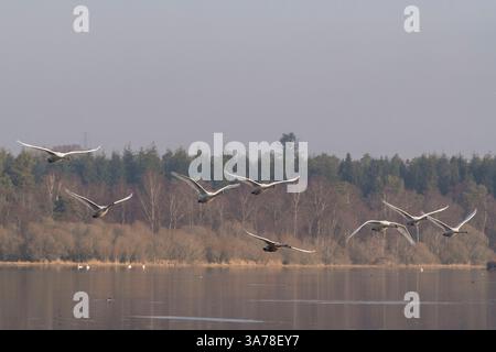 Un groupe de cygnes muets (Cygnus olor) en vol au-dessus du Loch de Skene au début du printemps Banque D'Images