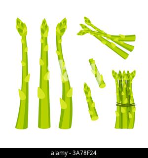 Ensemble de lances d'asperges vertes fraîches à bourgeons fermés, nouées avec de la ficelle, isolées sur blanc Illustration de Vecteur