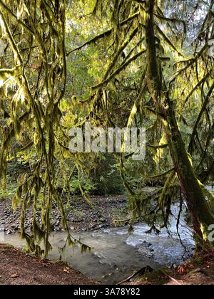 Beaux arbres couverts de mousse dans le parc national olympique Hoh Rain Forest avec une petite rivière forestière un jour d'automne. Verdure luxuriante et rivière ludique. Banque D'Images