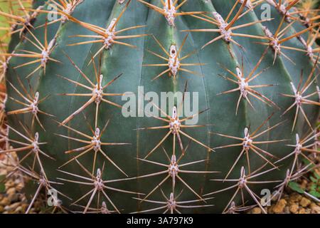 Close-up de Ferocactus glaucescens - Cacteuf baril. Banque D'Images