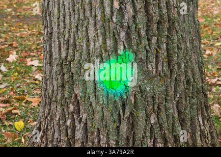 Gros plan du tronc d'arbre feuillus marqué avec de la peinture fluorescente verte, Québec, Canada Banque D'Images