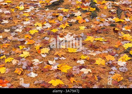 Acer - Feuilles d'érable et aiguilles de Pinus - Pin tombées au sol en automne. Banque D'Images