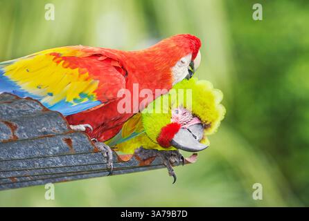 Macaw militaire (Ara militaris) et Scarlet Macaw (Ara macao) montrant affection, Costa Rica, Amérique centrale Banque D'Images