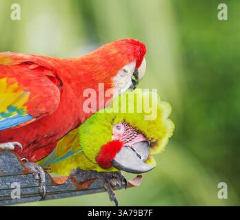 Macaw militaire (Ara militaris) et Scarlet Macaw (Ara macao) montrant affection, Costa Rica, Amérique centrale Banque D'Images