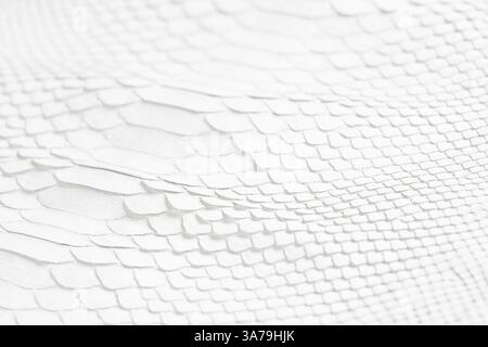 peau de python blanc comme arrière-plan. texture peau de serpent avec motif naturel Banque D'Images
