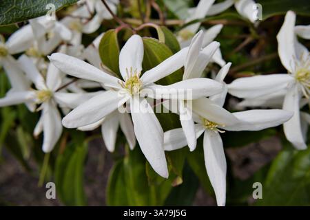 Evergreen Clematis (Clematis armandii) floraison dans le quartier de Seattle Ballard Banque D'Images