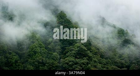 vue aérienne de la brume matinale d'une forêt tropicale sur la canopée dans les montagnes du sud-est asiatique Banque D'Images