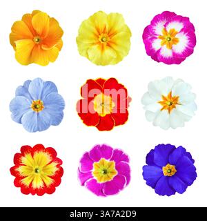 Diverses primroses colorées isolées sur fond blanc Banque D'Images