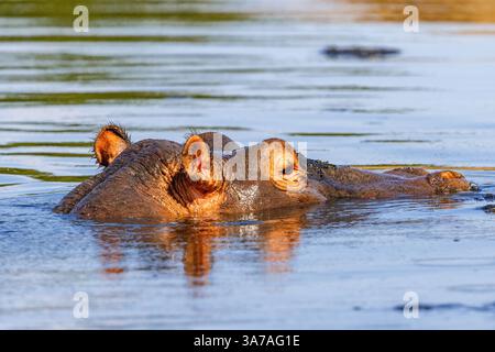Gros plan d'un hippopotame africain dans une rivière Banque D'Images