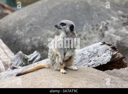 Suricate (Suricata suricatta) à Orana Wildlife Park, île de Mcleans, Christchurch (Ōtautahi), région de Canterbury, Nouvelle-Zélande Banque D'Images