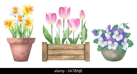 Fleurs de printemps aquarelle en pots - jonquilles, tulipes et violettes pour un décor saisonnier Banque D'Images