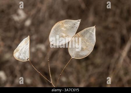 Un an de feuilles d'argent sèches Lunaria annua. Usine annuelle d'honnêteté. Banque D'Images