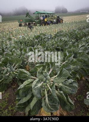 19 octobre 2012 - Half Moon Bay, CA, États-Unis - les travailleurs récoltent des choux de Bruxelles dans les fermes Giusti à Half Moon Bay, Californie, le 19 octobre 2012. La production de choux de Bruxelles dans le comté de San Mateo a explosé ces dernières années. (Crédit image : © John Green/MCT/ZUMAPRESS.com) Banque D'Images