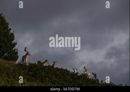Un troupeau de cerfs en jachère sur la ligne d'horizon de Bradgate Deer Park, Charnwood Forest Leicestershire, Angleterre Royaume-Uni Banque D'Images