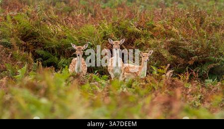 Un petit groupe familial de cerfs en jachère à Bradgate Deer Park, Charnwood Forest Leicestershire, Angleterre Royaume-Uni Banque D'Images