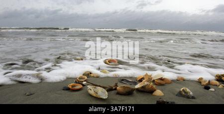 26 octobre 2012 - Garden City, SC, États-Unis - L'ouragan Sandy a jeté de nombreux coquillages à Pawleys Island, Caroline du Sud, mais est resté dehors au-dessus de l'Atlantique, samedi 27 octobre 2012. (Crédit image : © Steve Jessmore/MCT/ZUMAPRESS.com) Banque D'Images
