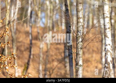 Admirez une forêt britannique sans feuilles pleine de bouleaux argentés par une journée ensoleillée au début du printemps. Banque D'Images