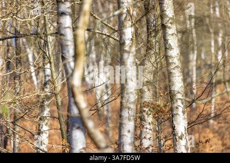 Admirez une forêt britannique sans feuilles pleine de bouleaux argentés par une journée ensoleillée au début du printemps. Banque D'Images