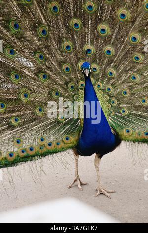 Admirez le magnifique Peacock avec ses plumes éclatantes Banque D'Images
