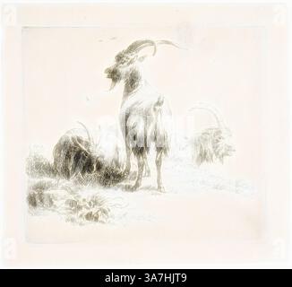 Un groupe de chèvres se dresse dans un paysage serein, avec une chèvre proéminente face au spectateur tandis que d'autres se reposent à proximité. La scène capture leurs traits distincts et pose, mettant en valeur la nature paisible de ces animaux., Art classique avec une touche moderne réinventé par Artotop, deux chèvres à grandes cornes, de divers animaux, 17ème siècle, Nicolaes Berchem l'ancien, néerlandais, 1621/22-1683, Hollande, gravure sur papier Banque D'Images