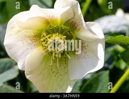 Gros plan d'une fleur de rose de carême en plein soleil Banque D'Images