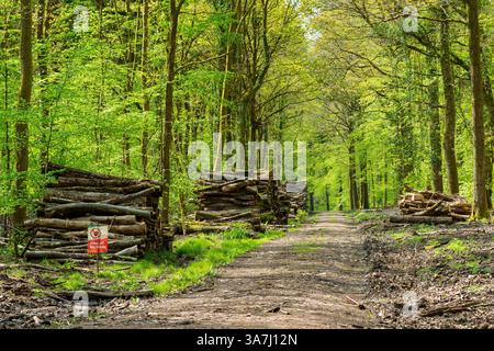 Piles de rondins à côté d'un chemin forestier à travers des arbres à Sutton Bottom dans la forêt de Dean, Gloucestershire, Angleterre. Banque D'Images