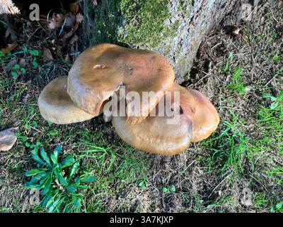 Champignons. Champignon de miel poussant à la souche d'arbre. Guernesey. Îles Anglo-Normandes Banque D'Images