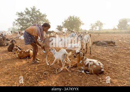 un homme, un berger qui traite une chèvre par un matin ensoleillé sur un champ poussiéreux dans une orissa rurale en inde Banque D'Images