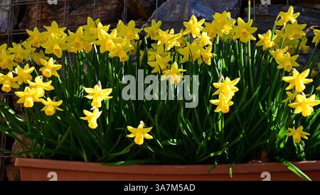 Jonquilles dans une auge en plastique contre un mur de gabion. Banque D'Images