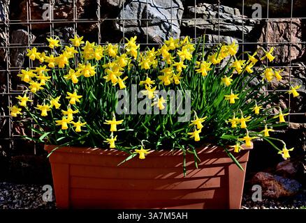 Jonquilles dans une auge en plastique contre un mur de gabion. Banque D'Images
