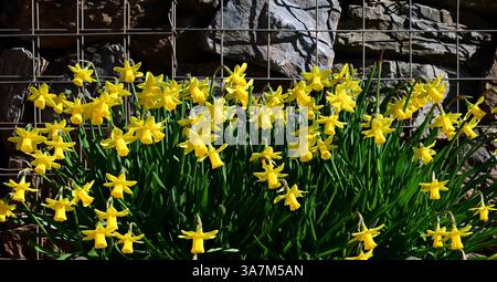 Jonquilles dans une auge en plastique contre un mur de gabion. Banque D'Images