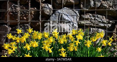 Jonquilles dans une auge en plastique contre un mur de gabion. Banque D'Images