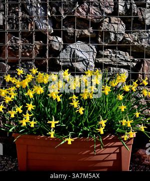 Jonquilles dans une auge en plastique contre un mur de gabion. Banque D'Images