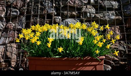 Jonquilles dans une auge en plastique contre un mur de gabion. Banque D'Images