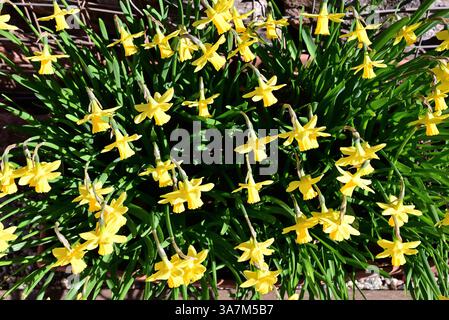 Jonquilles dans un bac en plastique. Banque D'Images