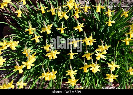Jonquilles dans un bac en plastique. Banque D'Images