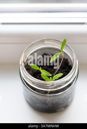 Un petit germe émerge du sol dans un bocal en verre, montrant la croissance précoce de la plante sur un rebord de fenêtre. Banque D'Images