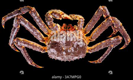 Grand crabe roi vivant isolé sur fond noir Banque D'Images